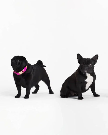 Chaussettes Many Mornings - Petits chiens