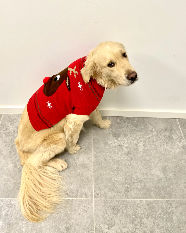 Pull de Noël rouge pour chien en 3D